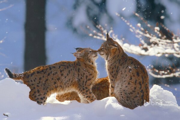 Parque nacional bosque de lince bávaro