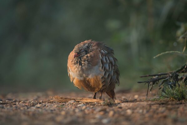 A partridge s dream in the afternoon in the forest