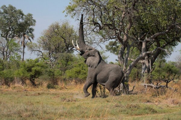 Sfondo del desktop con elefante