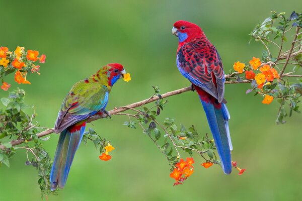 A pair of beautiful birds on a branch