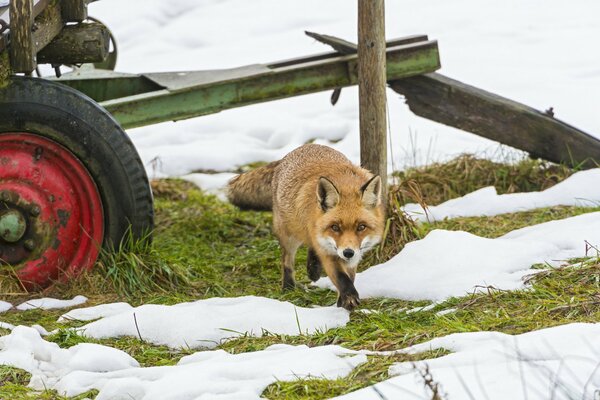 Zorro rojo se escabulle en la nieve