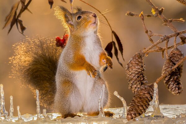 Red squirrel in winter among the cones
