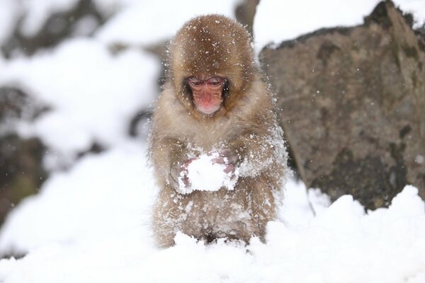 A monkey looking at a molded snowball