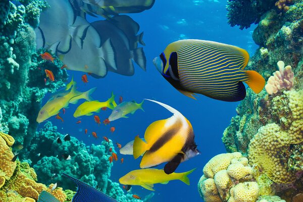 The underwater world of the Indian Ocean