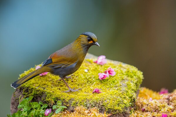 Bel oiseau sur fond de fleurs, d herbe et de mousse