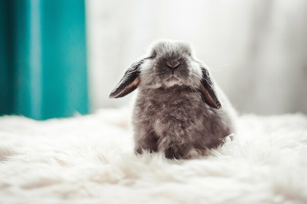 Mały królik na białym puchowym dywanie