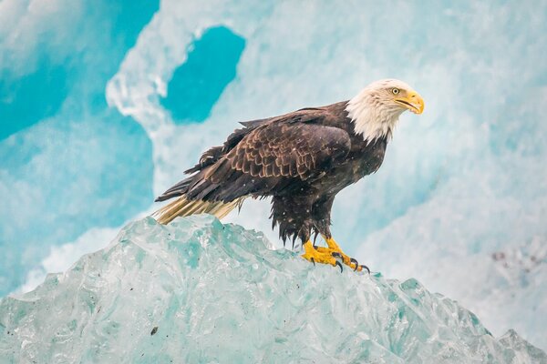 Águila calva en el parque nacional en invierno