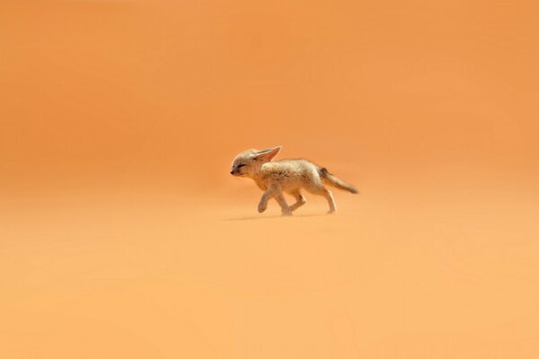 Fenek runs through the sand in the desert