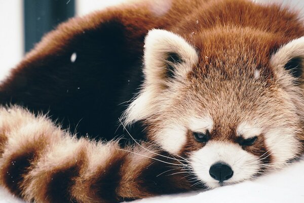 The red panda is lying in a ball on the snow