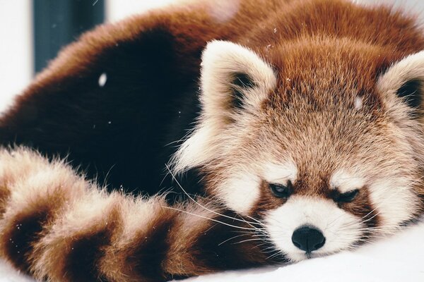 Panda rouge se trouve enchevêtrement sur la neige