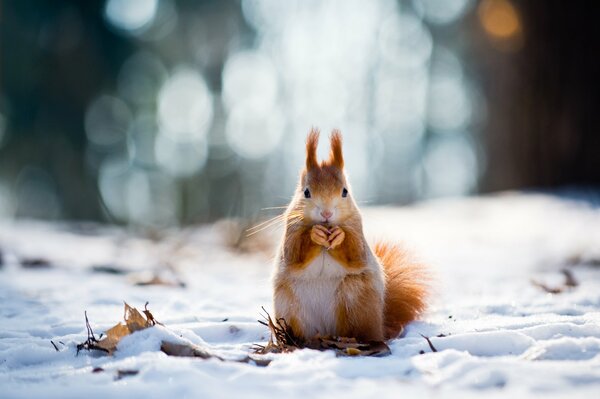 A squirrel sits in the snow in winter