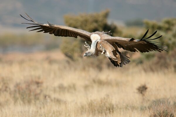 Adler fliegt Beute in der Steppe