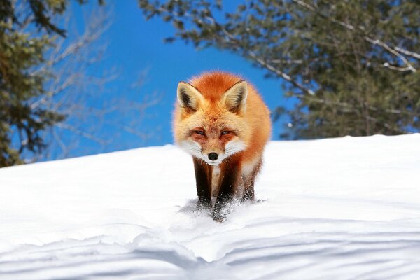 Ein Fuchs schleicht sich durch den Schnee im Feld