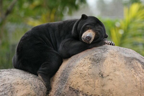 Oso negro yace en las piedras