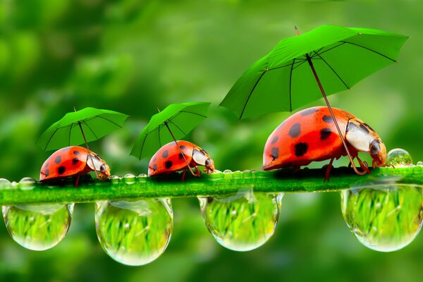 Coccinelles avec des parapluies marchent sur l herbe avec de la rosée