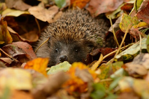 Ein kleiner Igel versteckte sich im Laub