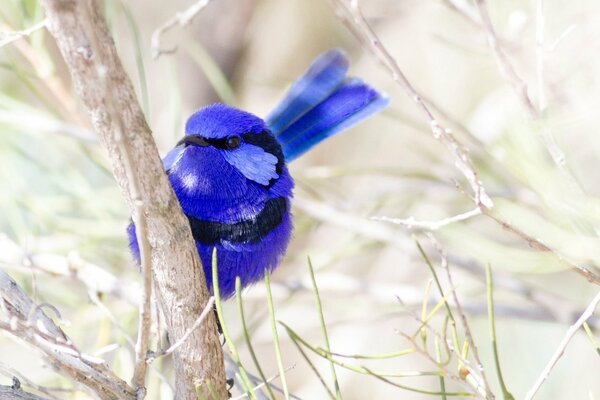 Яркая синяя птица на ветвях дерева