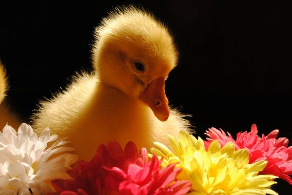 Yellow gosling around flowers