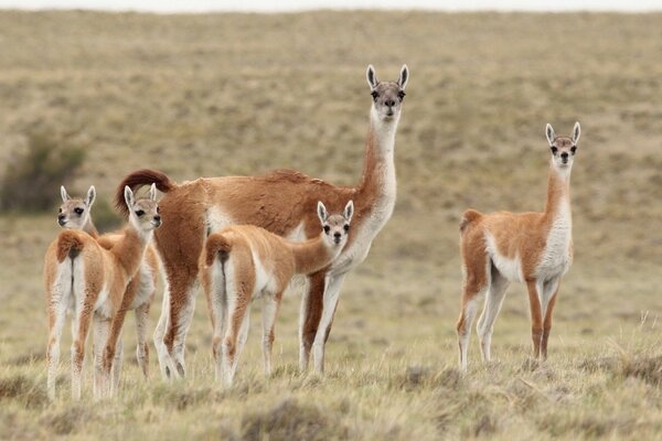 Die Familie lam geht in der Steppe spazieren