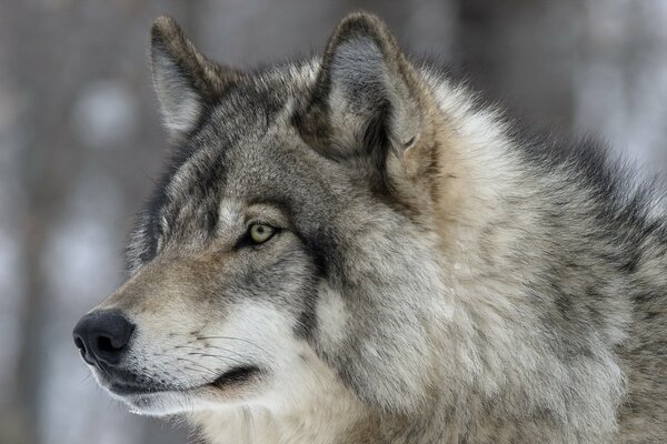 A wolf with thick gray fur against the background of nature