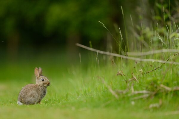 Hare grass green ears