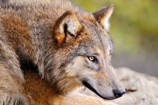 Hocico de lobo con ojos amarillos