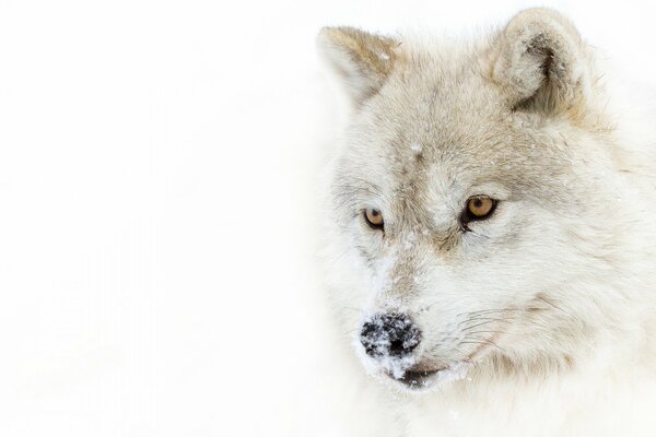 The view of the Arctic wolf predator