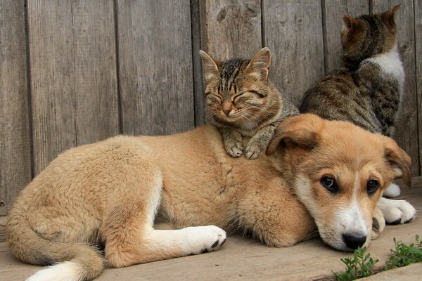 Il gatto e il cane sono i migliori amici