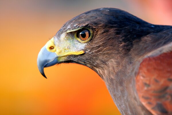 Jeune aigle et son puissant bec