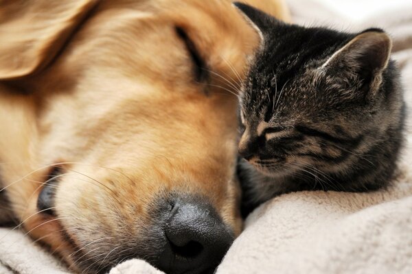 Спящие котенок и рыжая собака