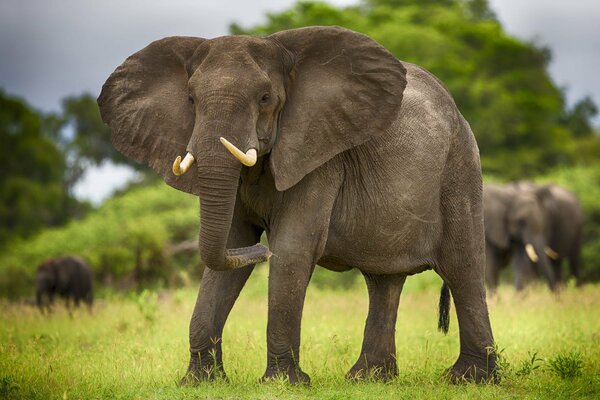 Слон клыки уши трава