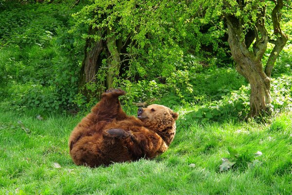 The bear is lying on the grass in the forest