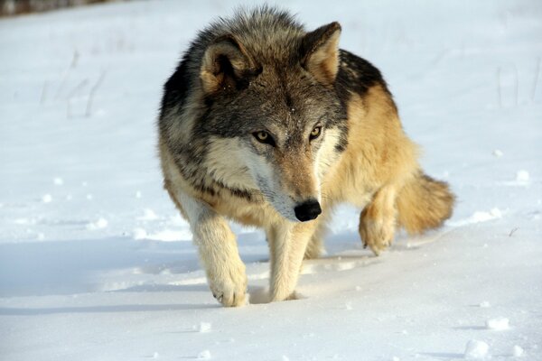 Loup marchant en hiver