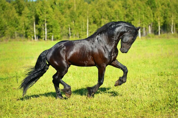 Fondos de pantalla con caballo