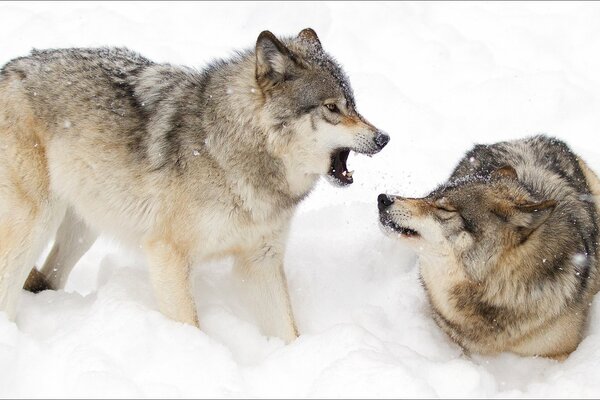 Lobos boca nieve invierno