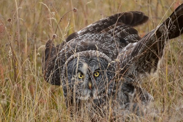 Le hibou sait bien se déguiser