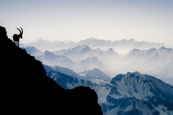 Silhouette d une chèvre fière haut dans les montagnes