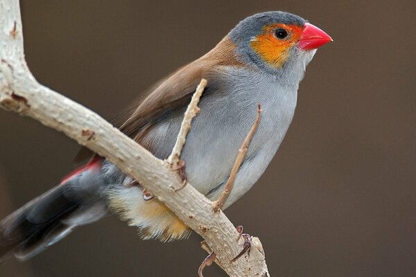 A bird sitting on a branch