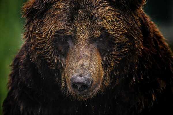 Wet adult bear photo