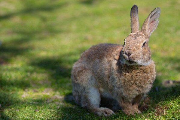 Das graue Kaninchen versteckte sich im Gras