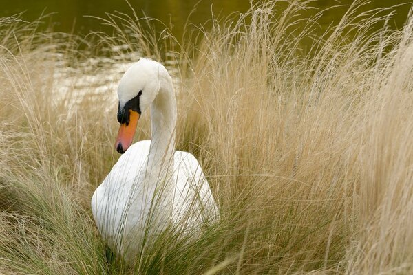 White swan in yellow grass