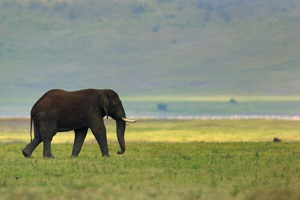 Слон на фоне природы