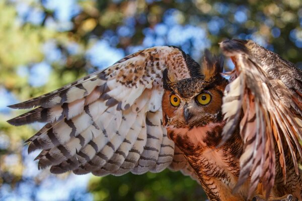 The look of an owl with open wings