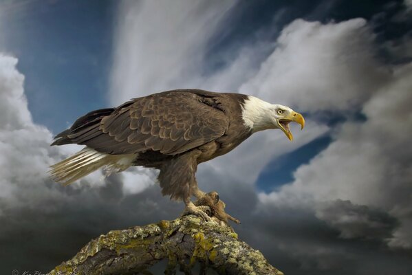 Vogel-Raubtier-Hündinnen-Adler