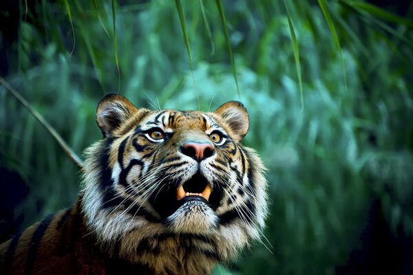 Tygrys-niebezpieczny drapieżnik dżungli