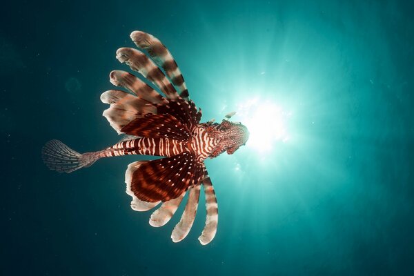 Lionfish w Morzu Czerwonym