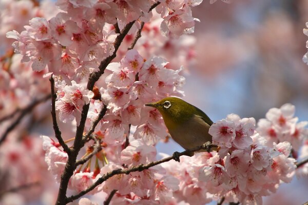 Oiseau assis sur une branche de Sakura