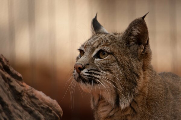 Le Lynx prédateur regarde vers l avant