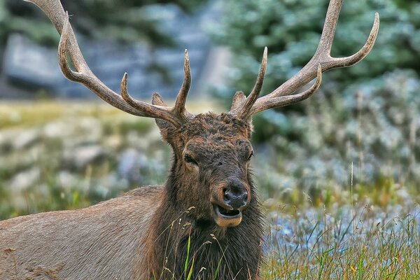 Deer with big horns in the grass