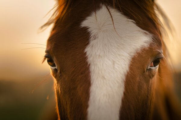 Significado profundo en los ojos del caballo que Mira